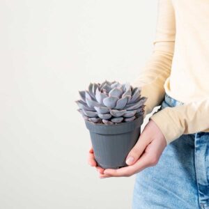 Echeveria 'Orion' S