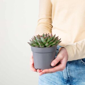 Echeveria 'Sagita'