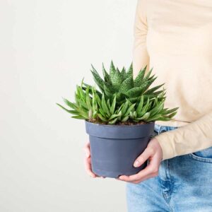 Gasteria 'Tiga' M