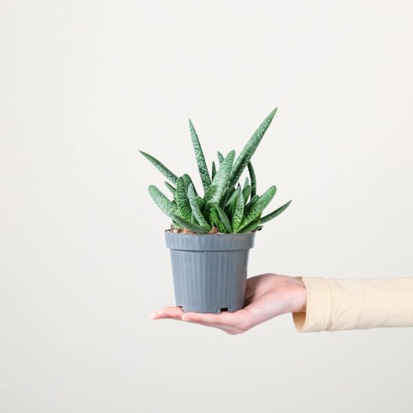 Gasteria 'Verrucosa'