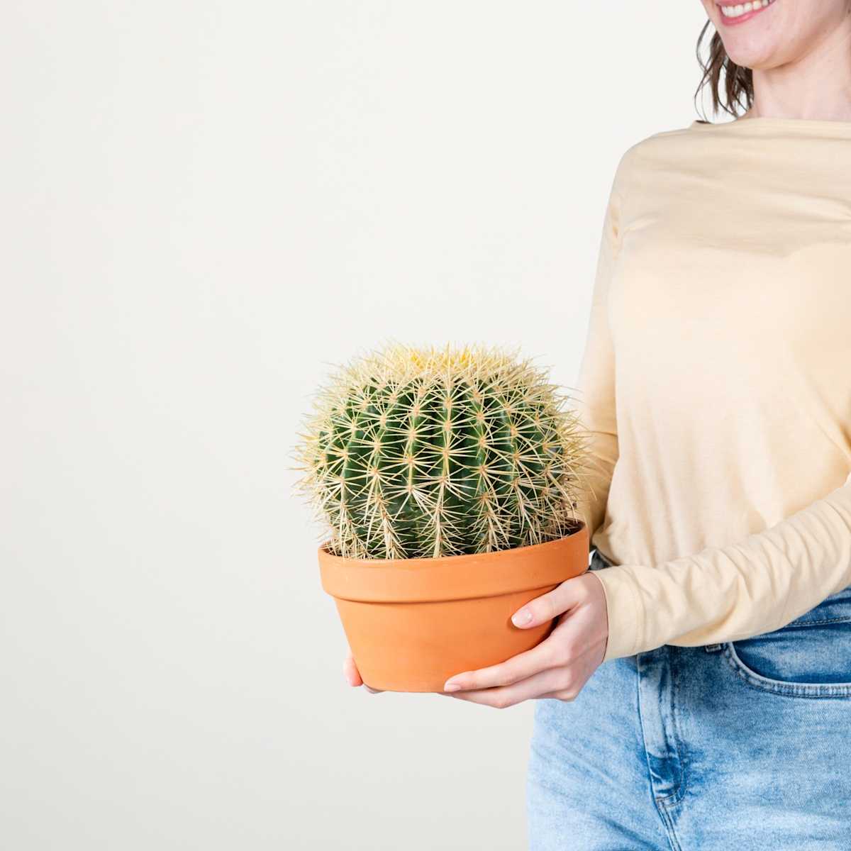 Schwiegermutterstuhl 'Grusonii' XL