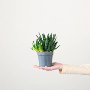 Gasteria 'Due' S