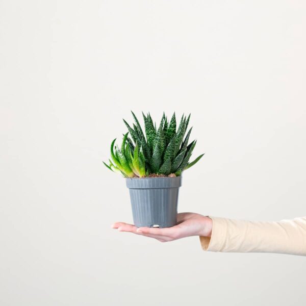 Gasteria 'Due' S
