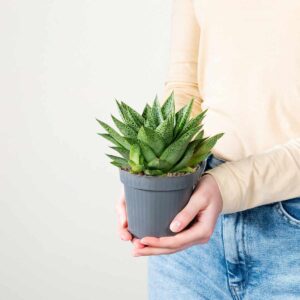 Gasteria 'Tiga' S