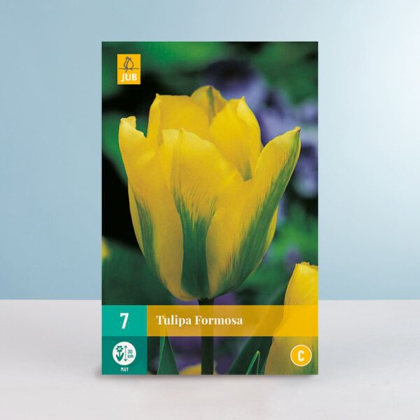 Viridiflora-Tulpe 'Formosa' - 7 Zwiebeln
