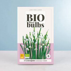 BIO Sommer Knotenblume 'Gravity Giant' - 3 Zwiebeln