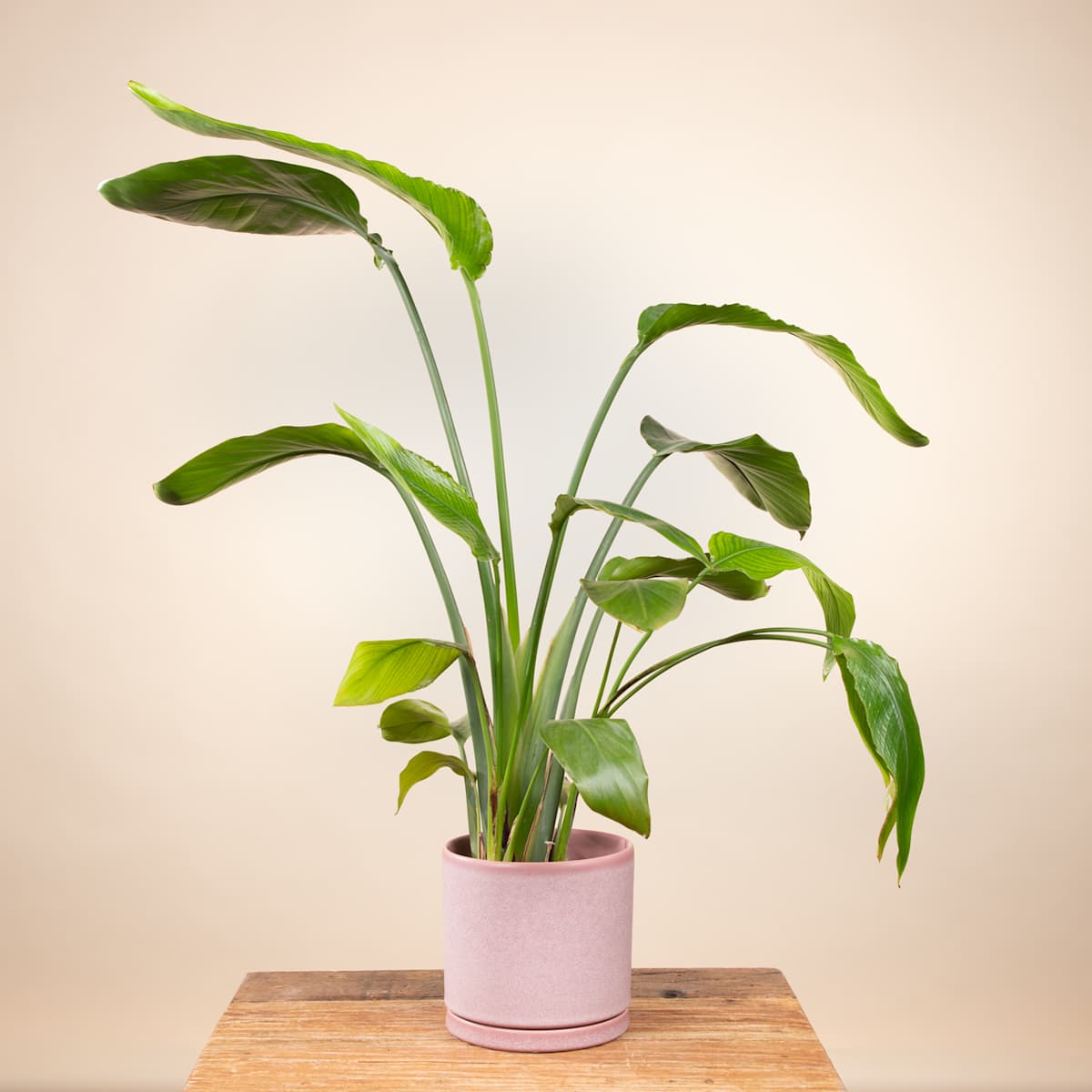 Keramik Übertopf Portugal Rosa - 14 cm