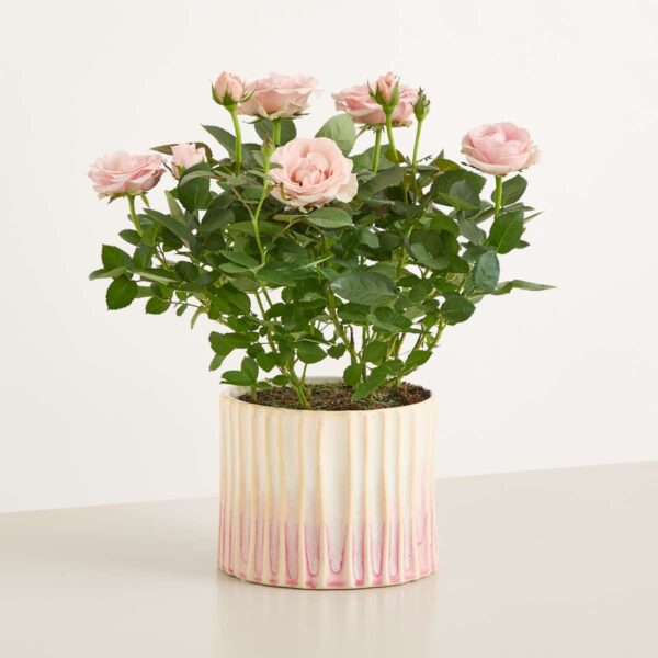 Rosy Pastel