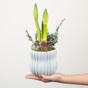Skandi Amaryllis