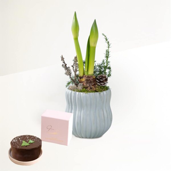 Scandi Amaryllis mit Sachertorte 200g