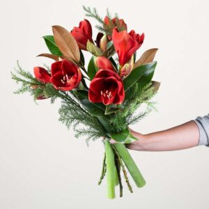Rote Amaryllis - 3 Stiele