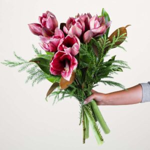Rosa Amaryllis - 3 Stiele