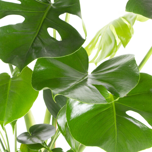 Monstera deliciosa XL + gratis Topf | +/- 80 cm | ø 17 cm | Fensterblatt – Bild 2