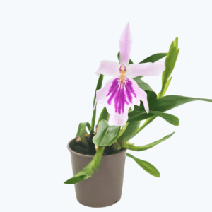 Duftorchidee Miltonia spectabilis mit rosa-weißen Blüten und 1+ Rispe im 9 cm Topf