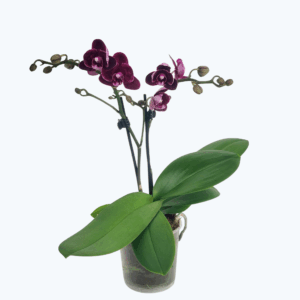 Table Dance Testsorte mit schwarz-roten Blüten und 2 Rispen