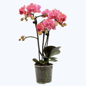 Table Dance Betha mit orangefarbenen Blüten und 2 Rispen