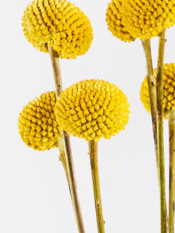 Desert Pompoms mit Vase – Bild 2