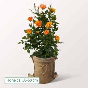 Orange-Gelbe Rose Lollipop