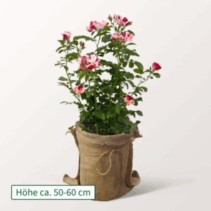 Weiß-Pinke Rose Simsalabim