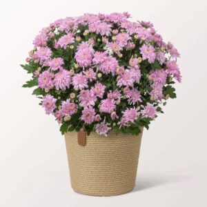 Rosa Chrysantheme im hübschen Korb