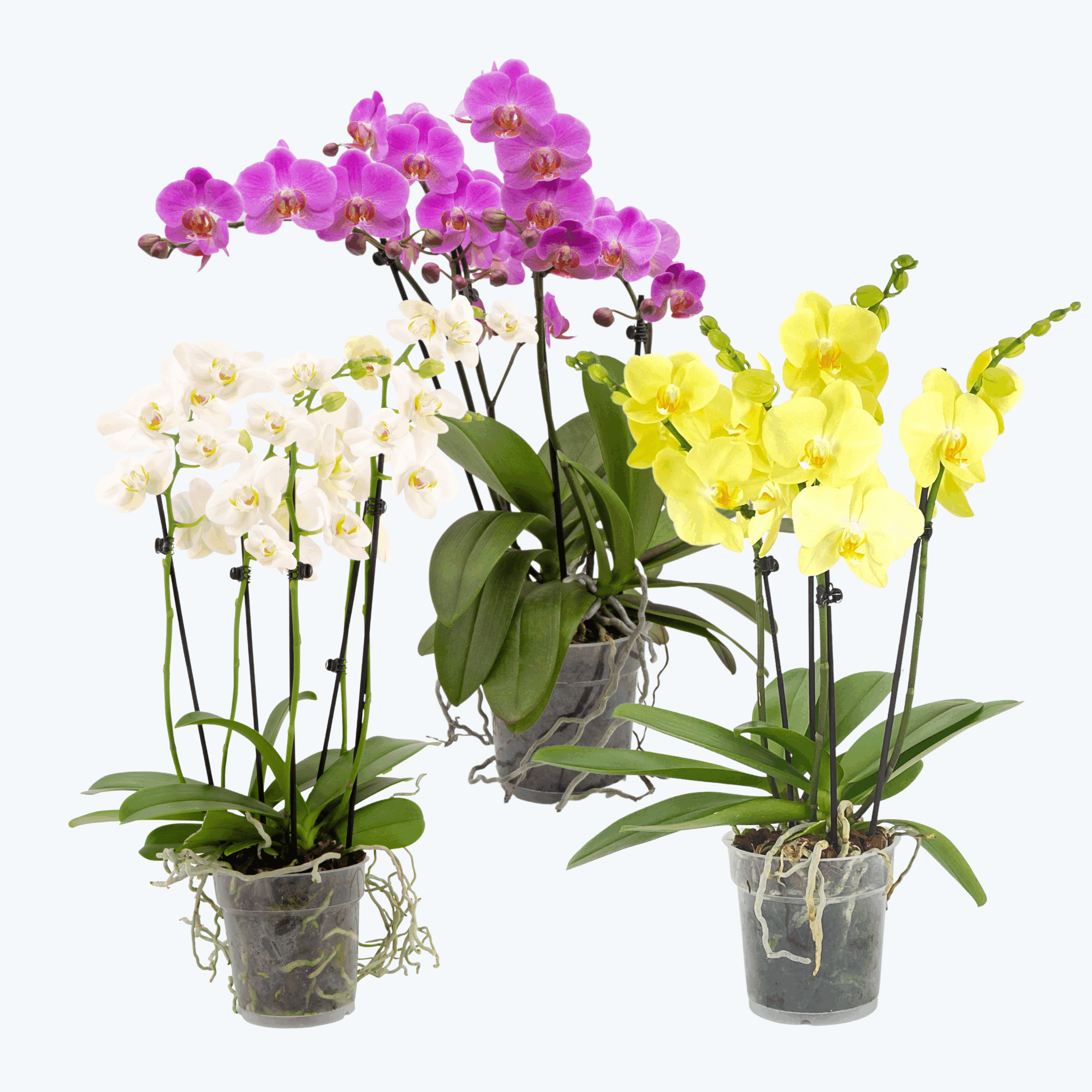 Große Two of Us Farbmix im 3er Set mit 3 Rispen