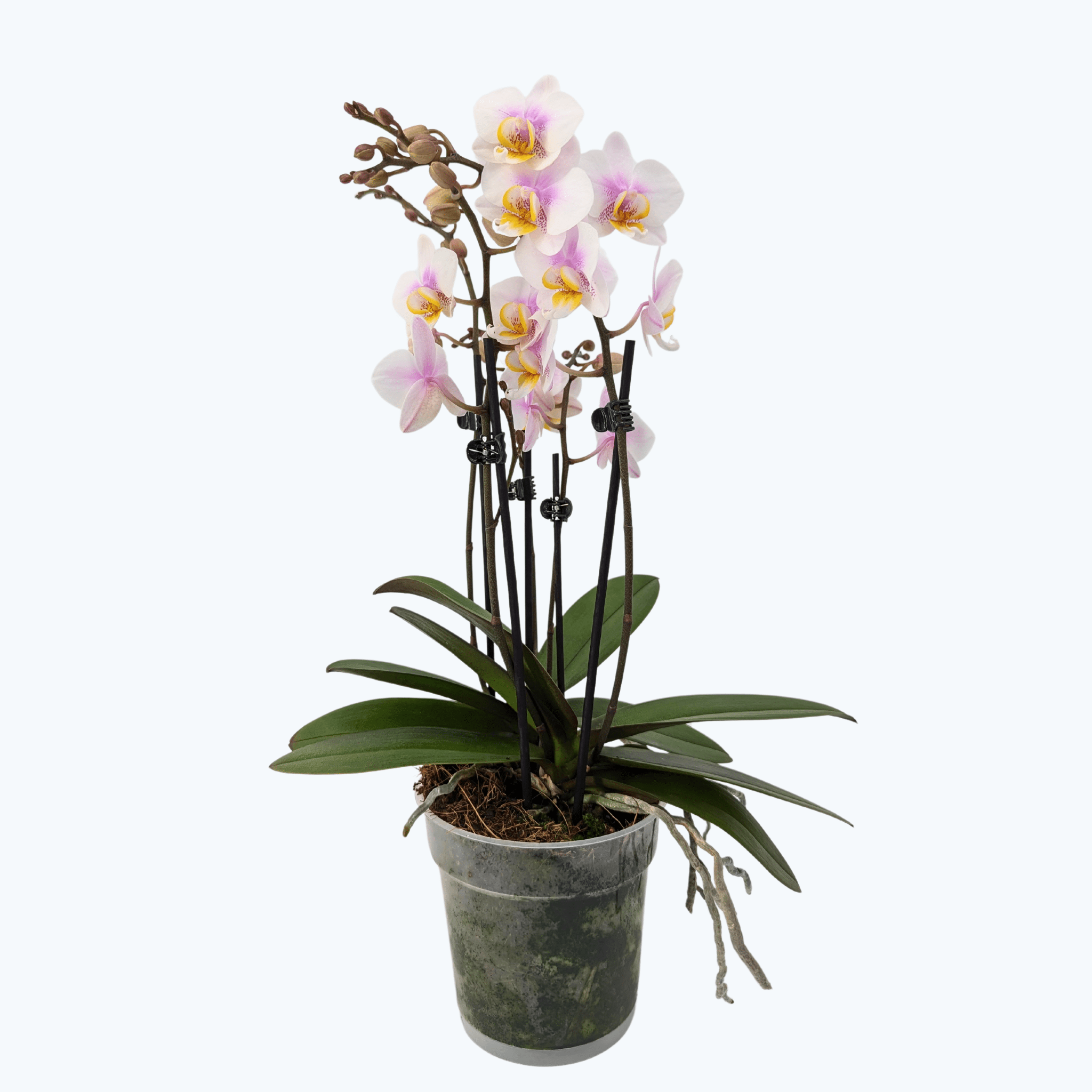 Große Two of Us San José mit zartrosa Blüten und 4 Rispen