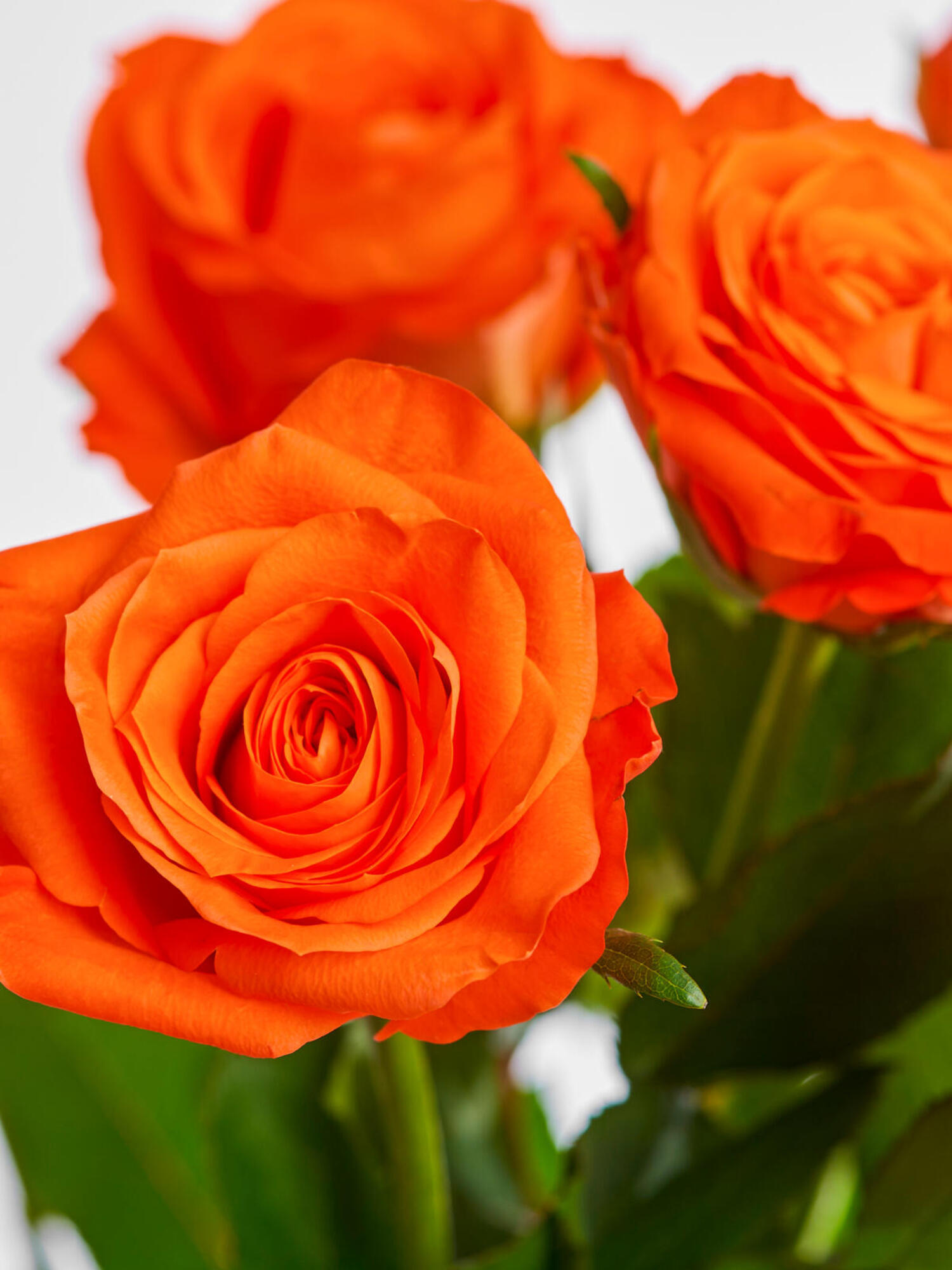 Miss Apricot – Bild 6