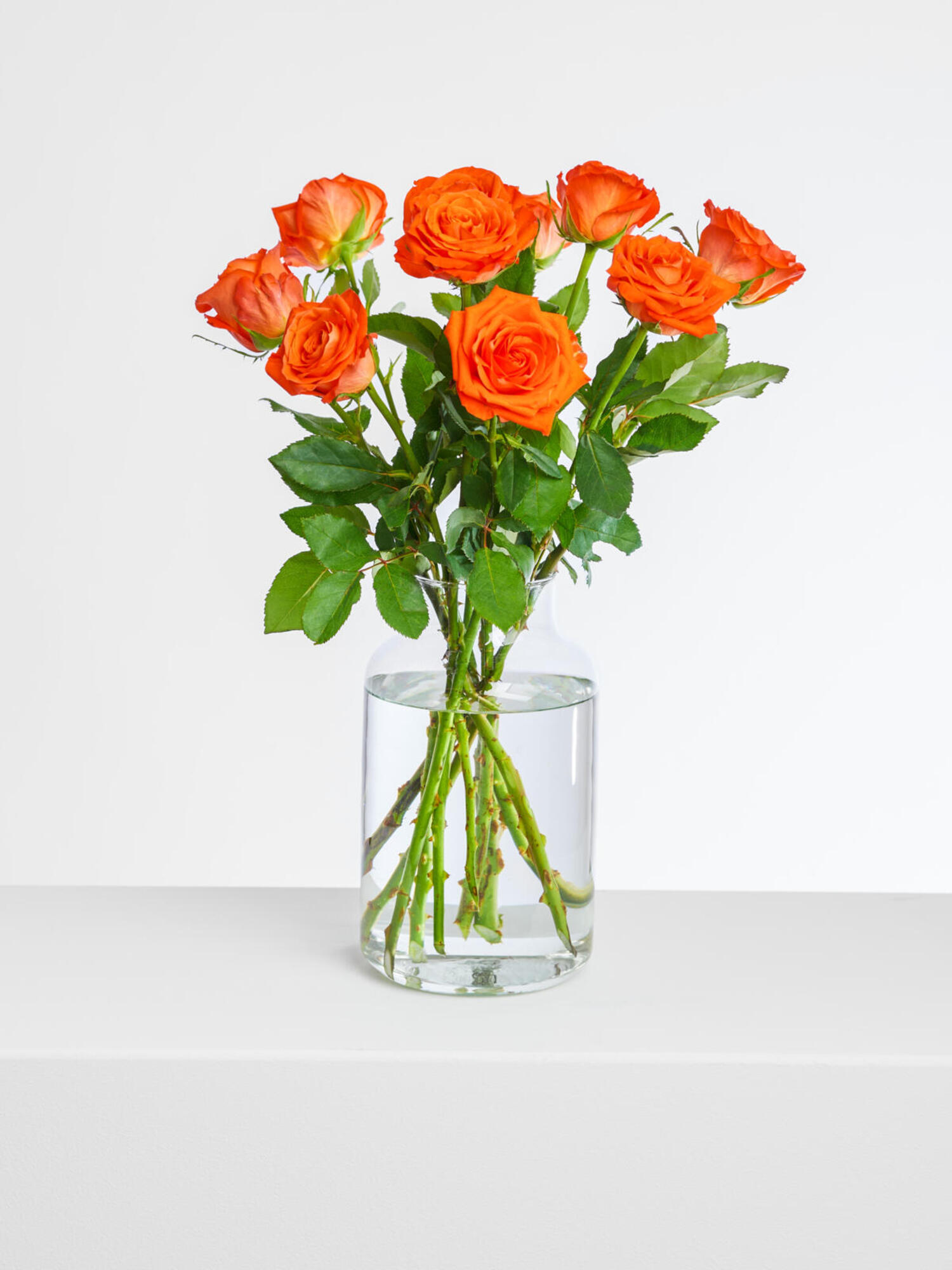 Miss Apricot – Bild 5