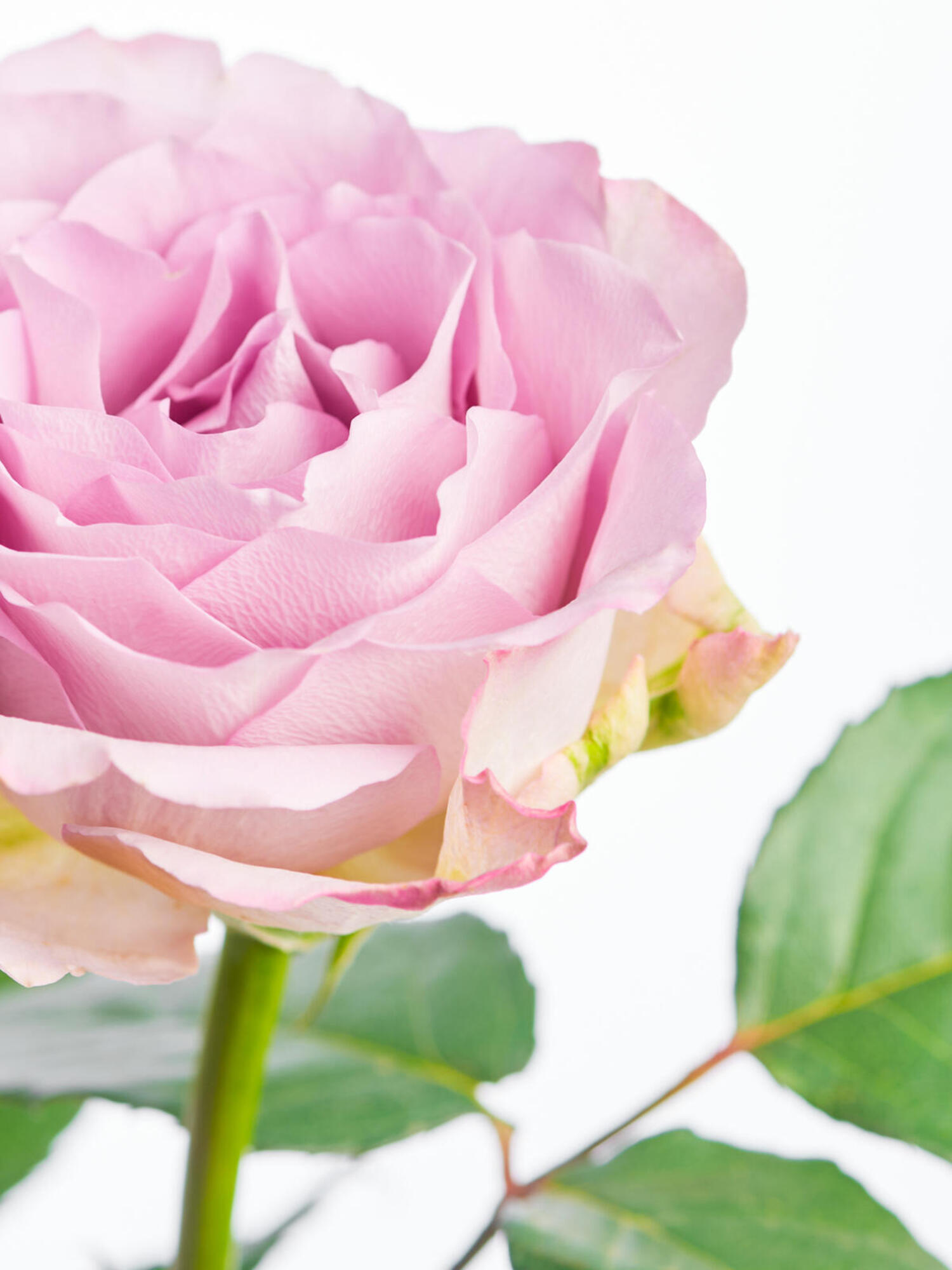 Gute Besserung und alles Liebe (Größe M) – Bild 2