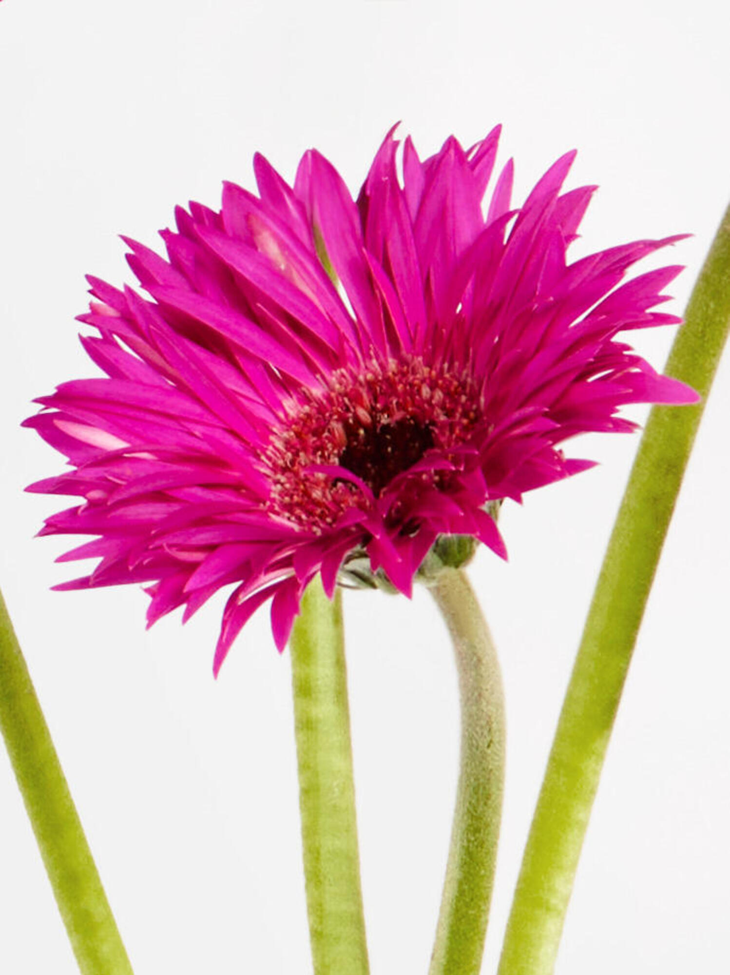 Pink Confetti in Bahia mit Vase – Bild 2