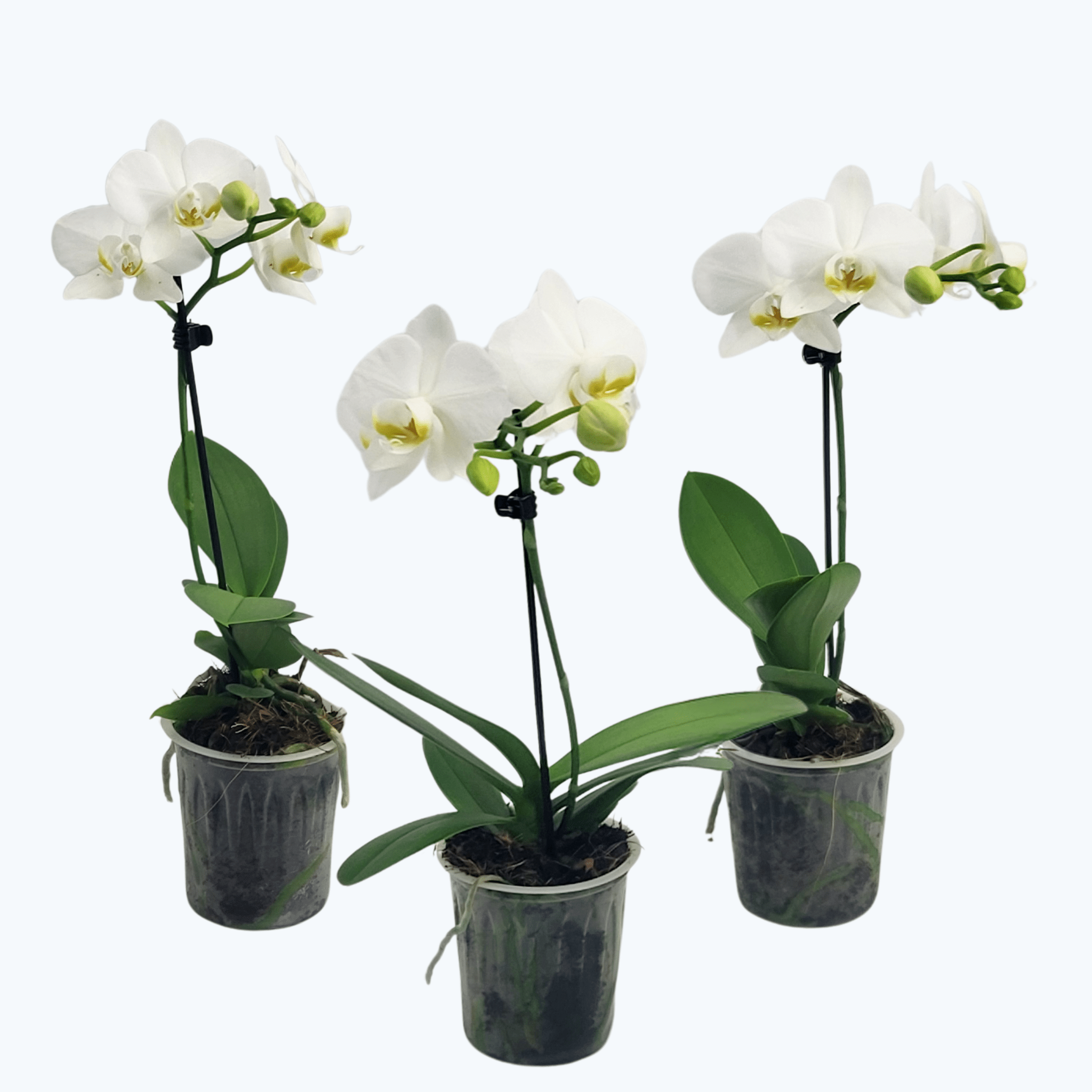 Table Dance Weiß mit weißen Blüten im 3er Set mit 1 Rispe