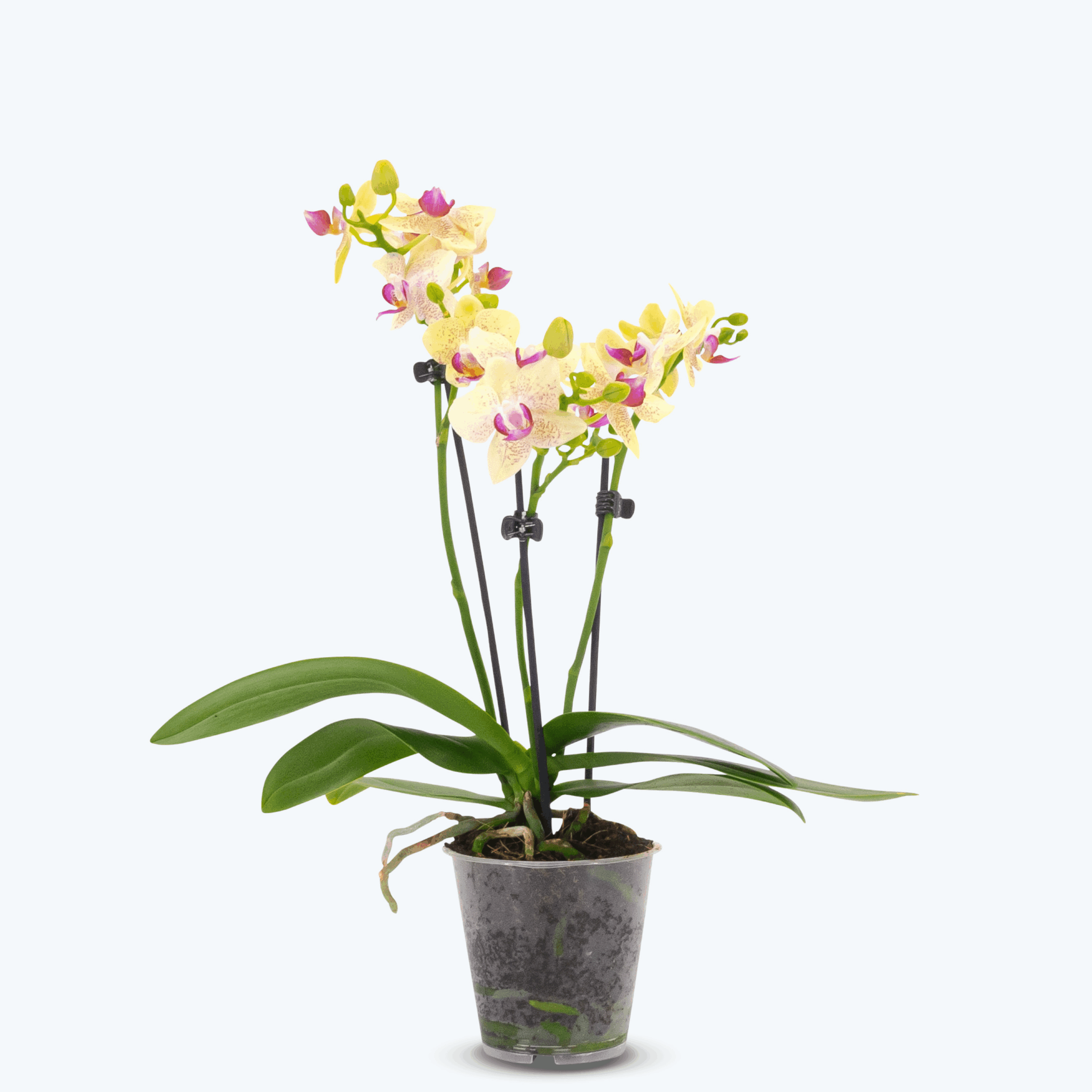 Table Dance Sunny mit gelben Blüten und 2 Rispen