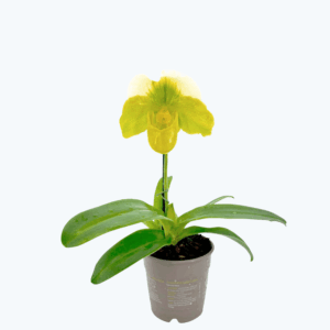 Frauenschuh Paphiopedilum Grün-Weiß mit 1 Rispe