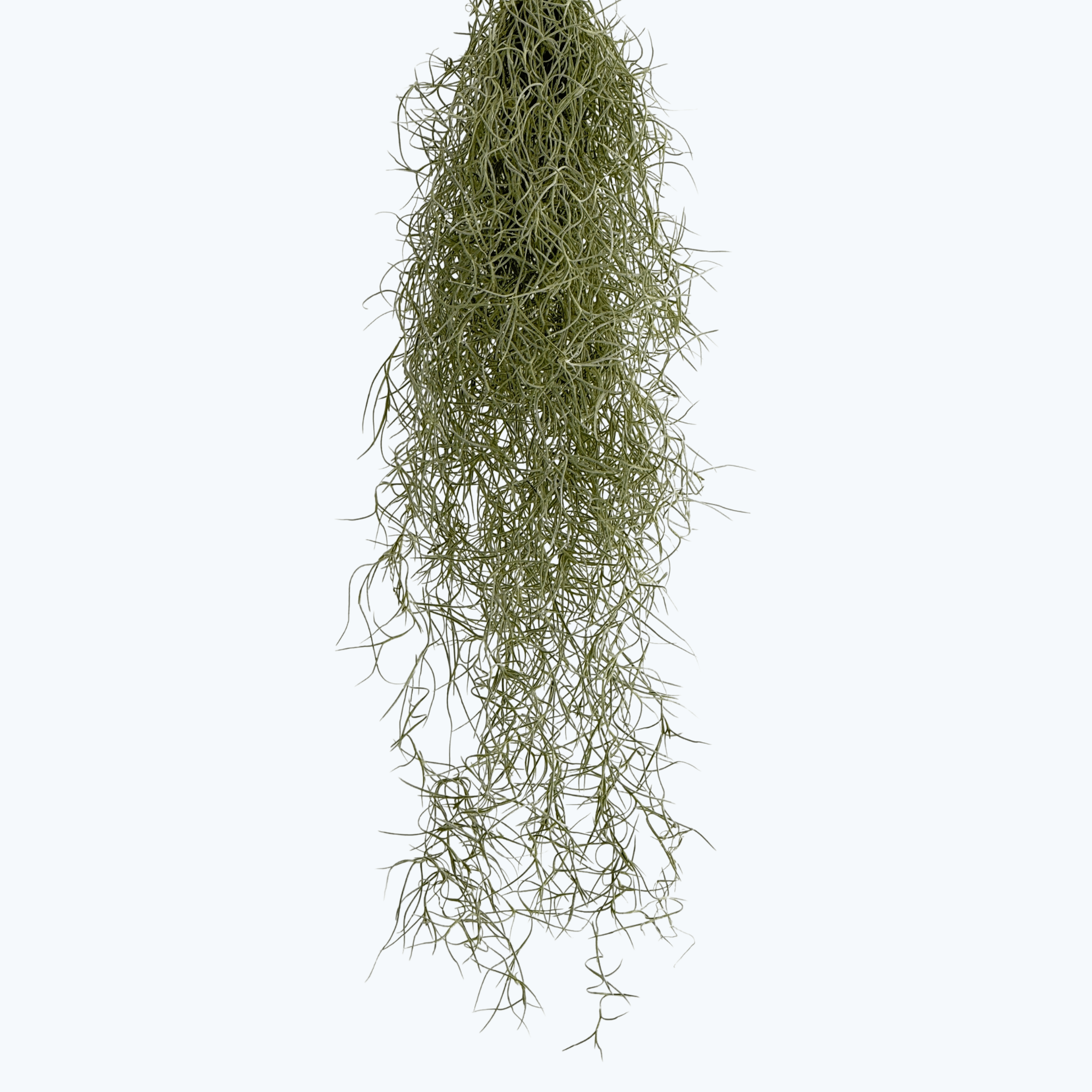 Tillandsia usneoides am Draht