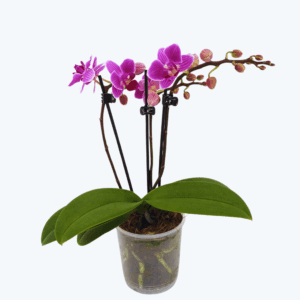 Table Dance Caracas mit violett-gestreiften Blüten und 2 Rispen