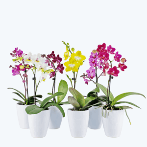 Table Dance Farbmix im 6er Set mit 1 Rispe inkl. Keramik in weiß