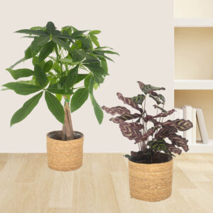 2er-Set Pachira & Calathea | +/- 50-70 cm | ø 14-17 cm