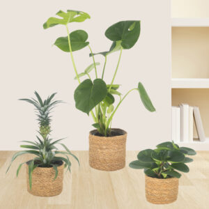 3er-Set Ananas, Monstera & Peperomia | +/- 15-60 cm | ø 12-14 cm