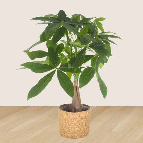 3er-Set Pachira, Nestfarn & Pilea | +/- 15-60 cm | ø 12-14 cm – Bild 2
