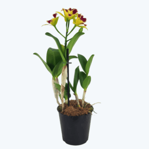 Cattleya Kaleidoscope im 12cm Topf