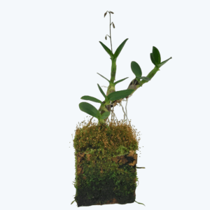 Mini-Orchidee Lanium avicula im Korkquader