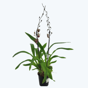Colmanara Everglade Elegance mit 2 Rispen im 12 cm Topf