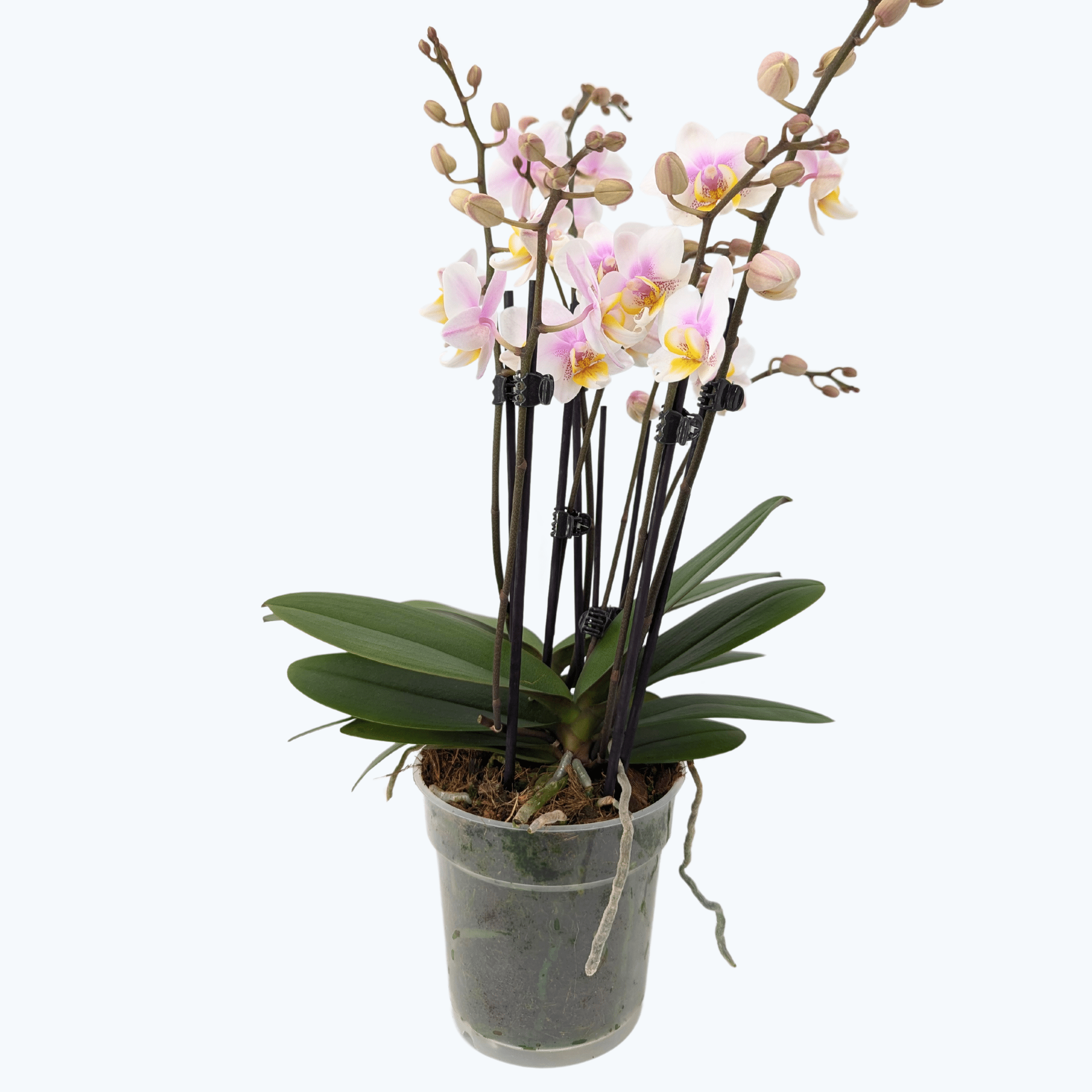 Große Two of Us San José mit zartrosa Blüten und 5+ Rispen