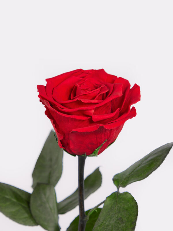 Infinity Rose: Forever Yours – Bild 3