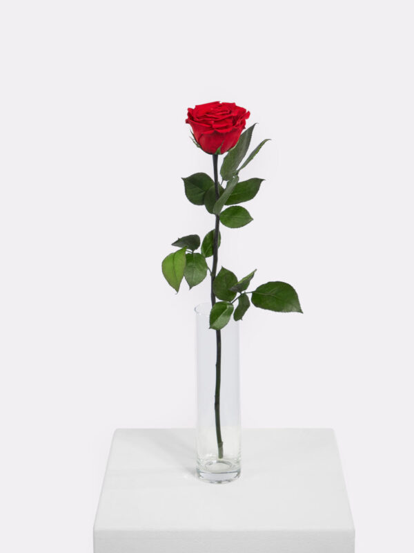 Infinity Rose: Forever Yours – Bild 2