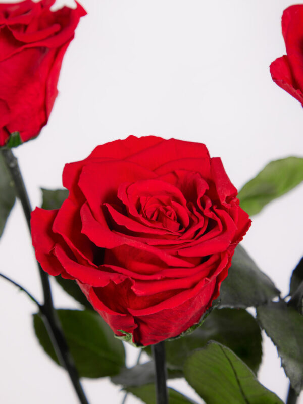 Infinity Rosen: Ewige Liebe – Bild 3