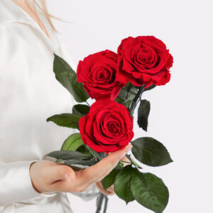 Infinity Rosen: Ewige Liebe