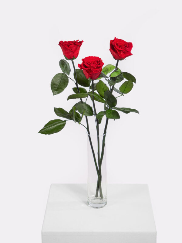 Infinity Rosen: Ewige Liebe – Bild 2