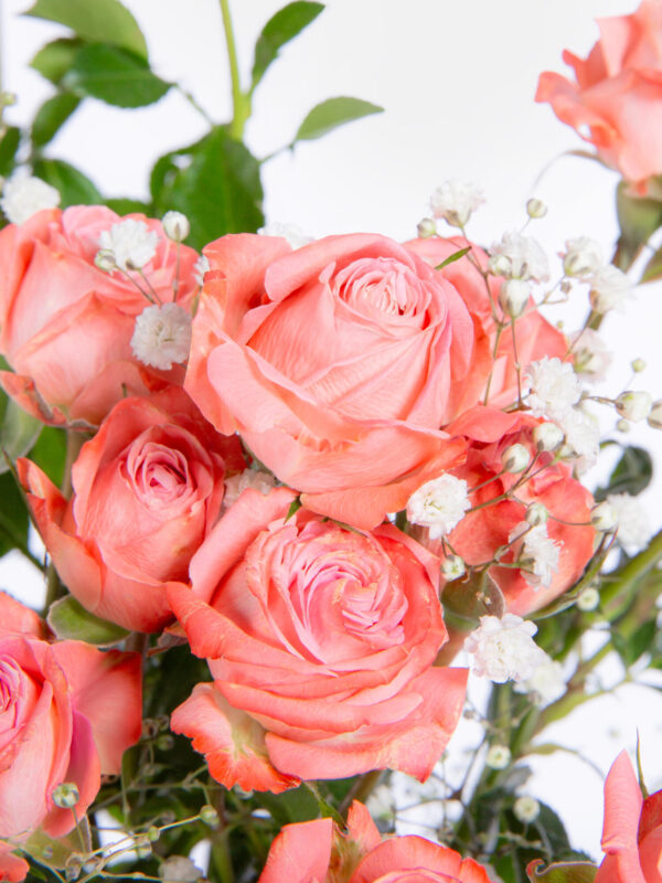 Blooming British Rose – Bild 3