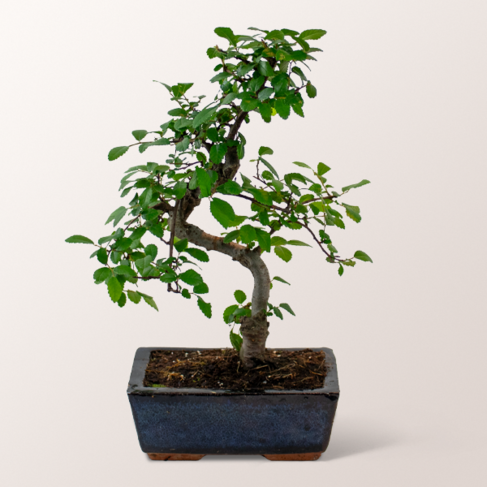 Bonsai Zelkova